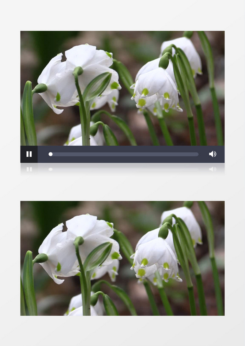 微风轻拂白色花朵实拍视频素材