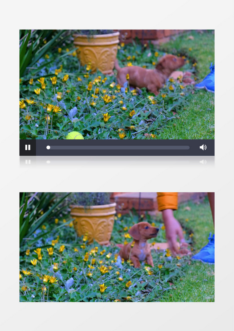 小狗在盛开的花丛中玩耍实拍视频素材