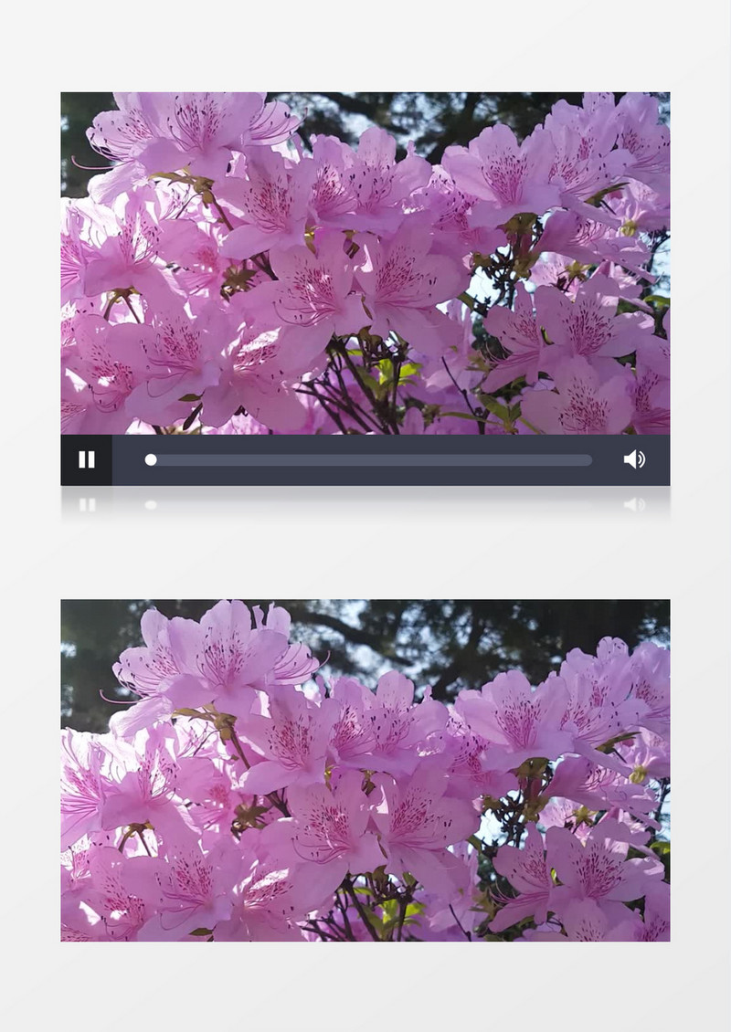 清风拂过粉色花朵实拍视频素材