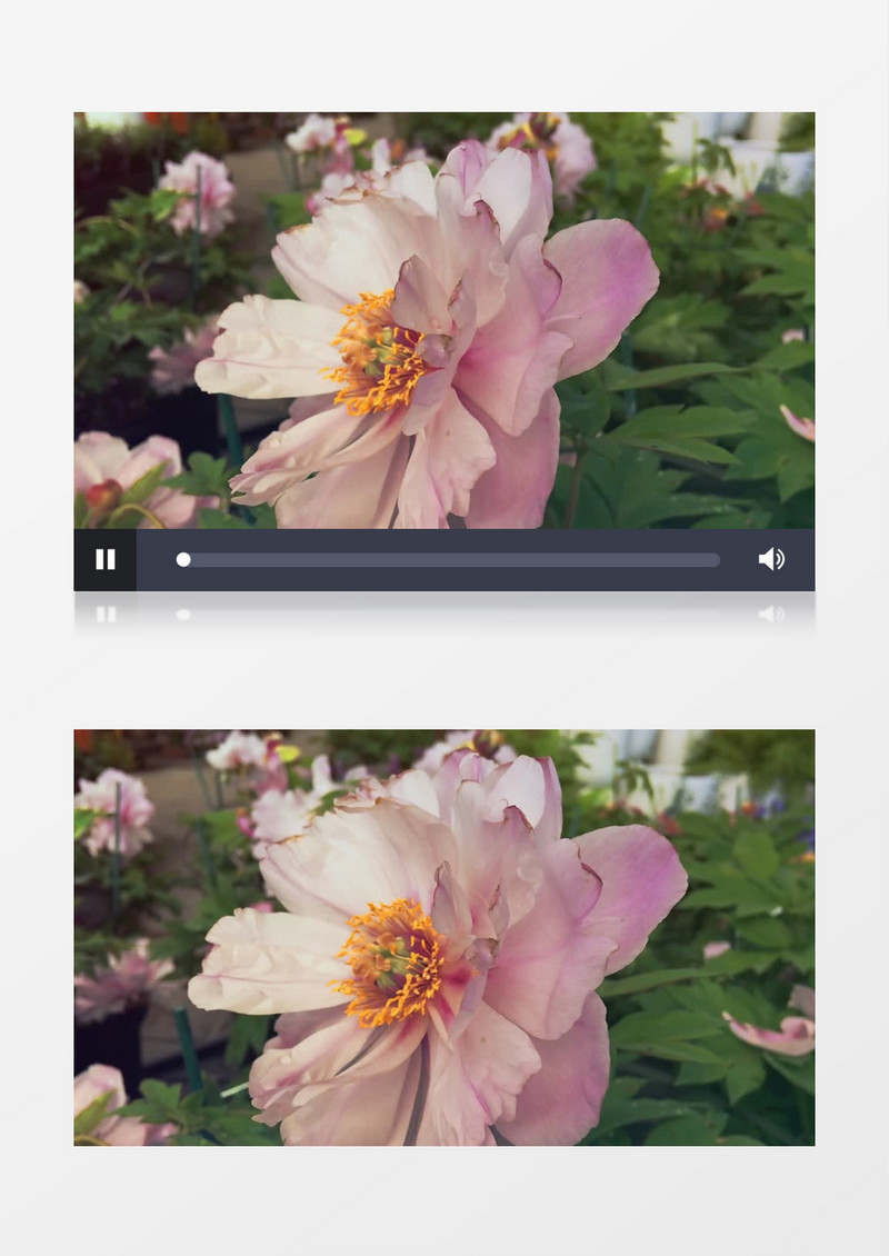 绽放的白色花朵实拍视频素材