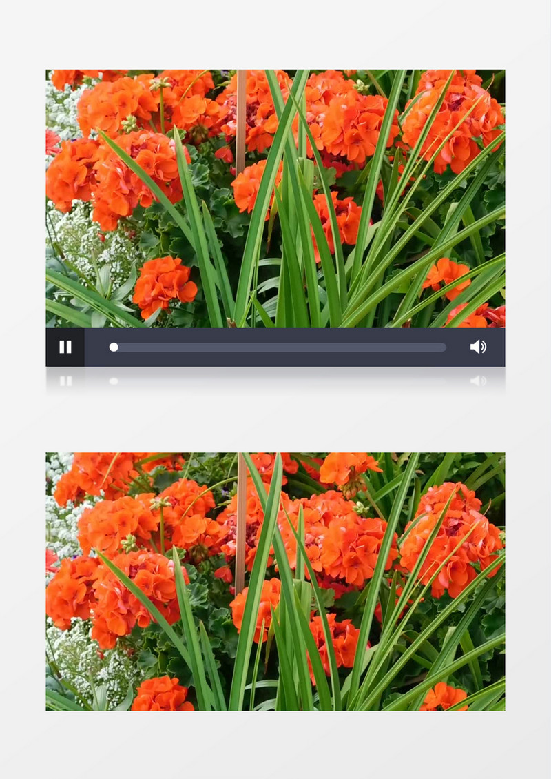 盛开在花园中橙色花朵实拍视频素材