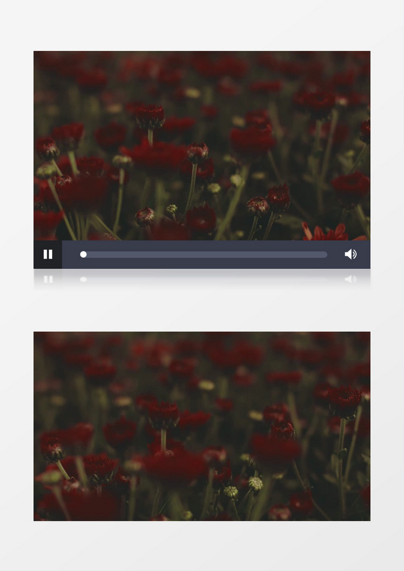 夜间的小红花实拍视频素材