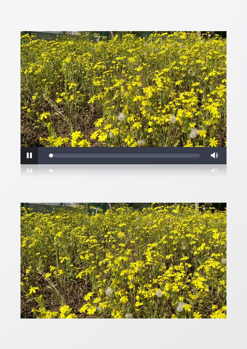 阳光下黄色的花丛实拍视频素材