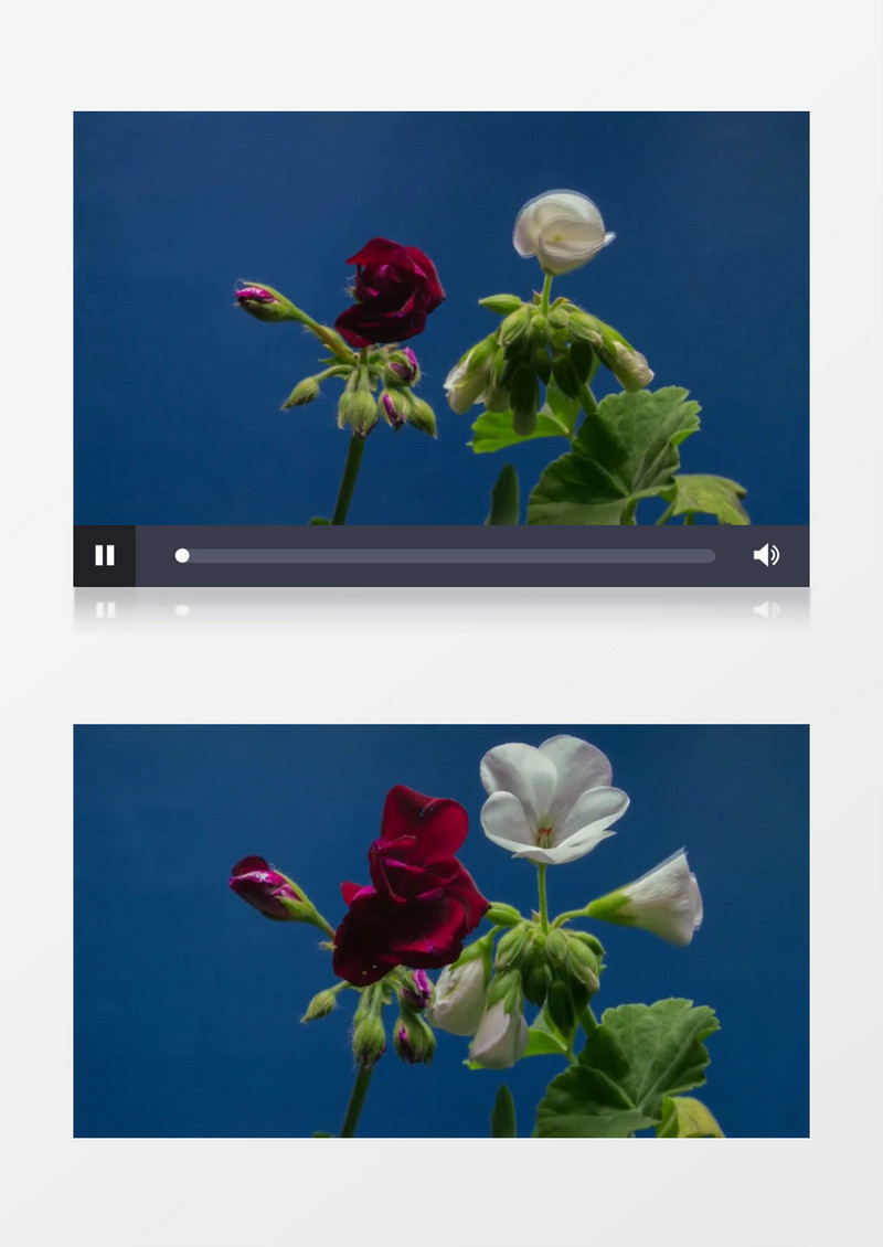 两个花朵绽放争艳实拍视频素材