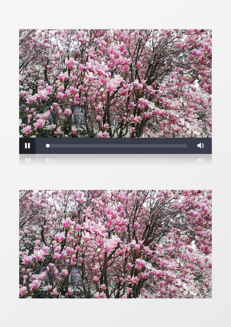 满树粉色的木兰花实拍视频素材