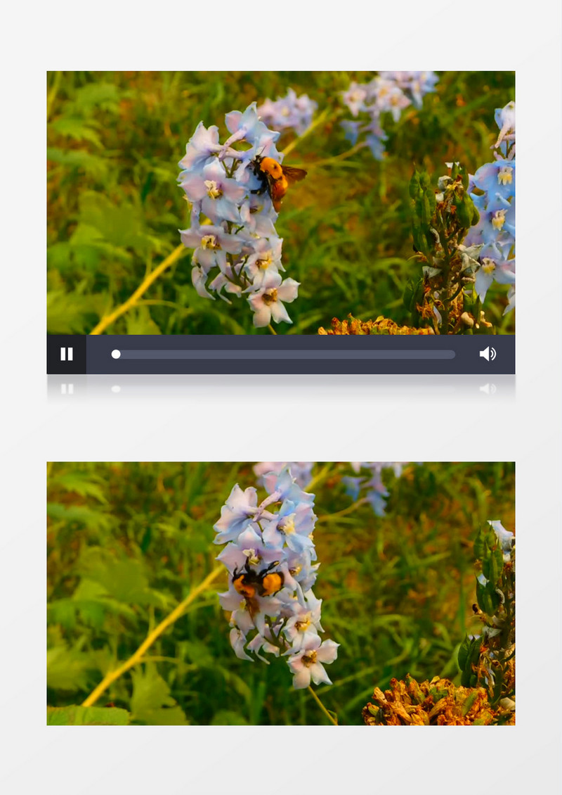 蜜蜂在紫色的花朵上采蜜实拍视频素材