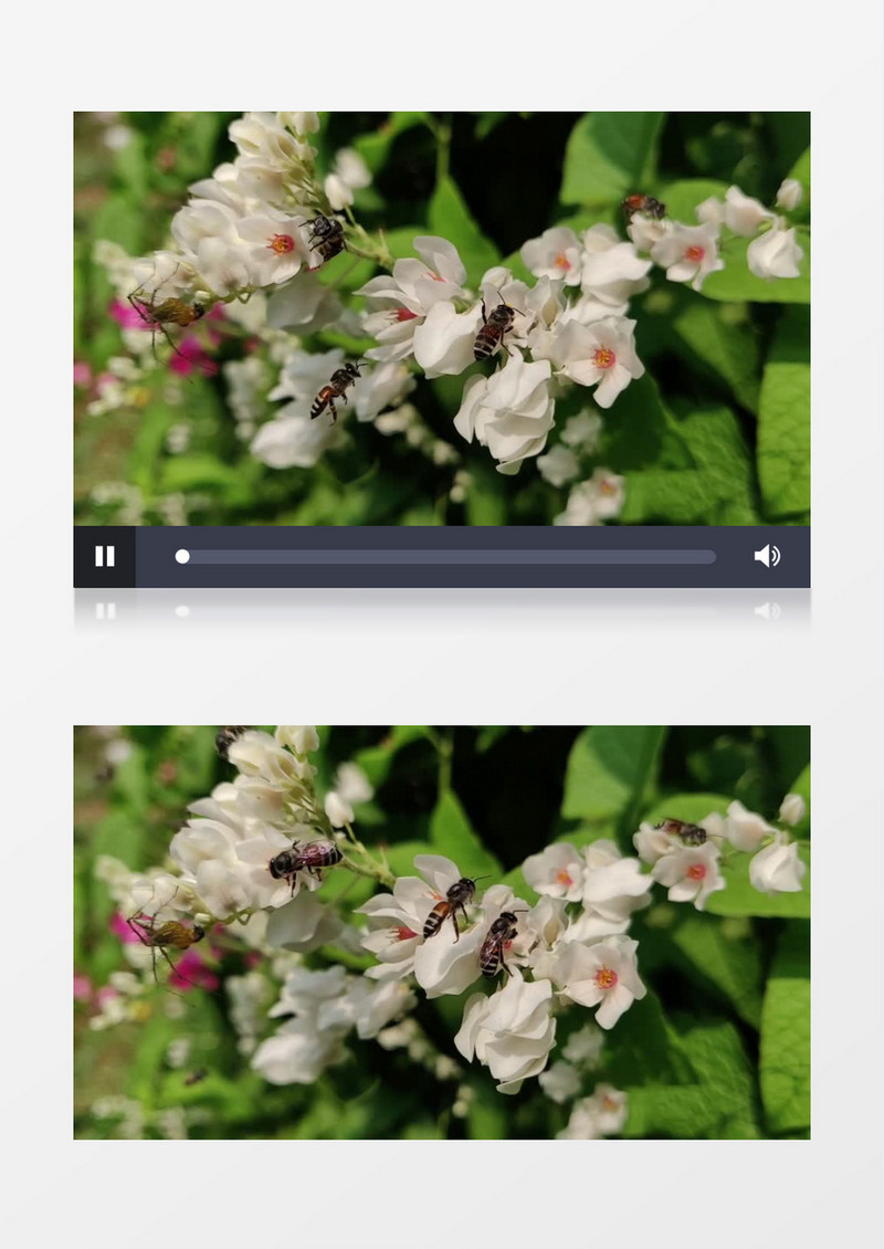 蜜蜂群在白色的花朵上采蜜实拍视频素材