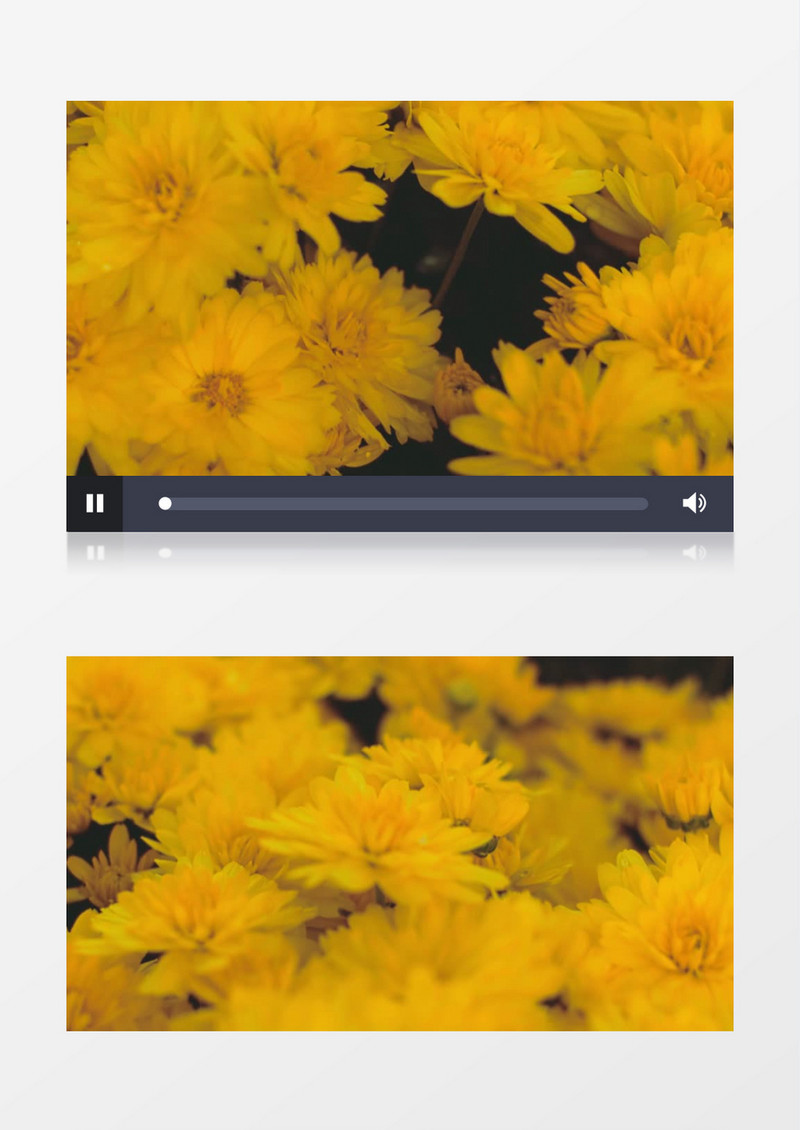 盛开的小金菊实拍视频素材