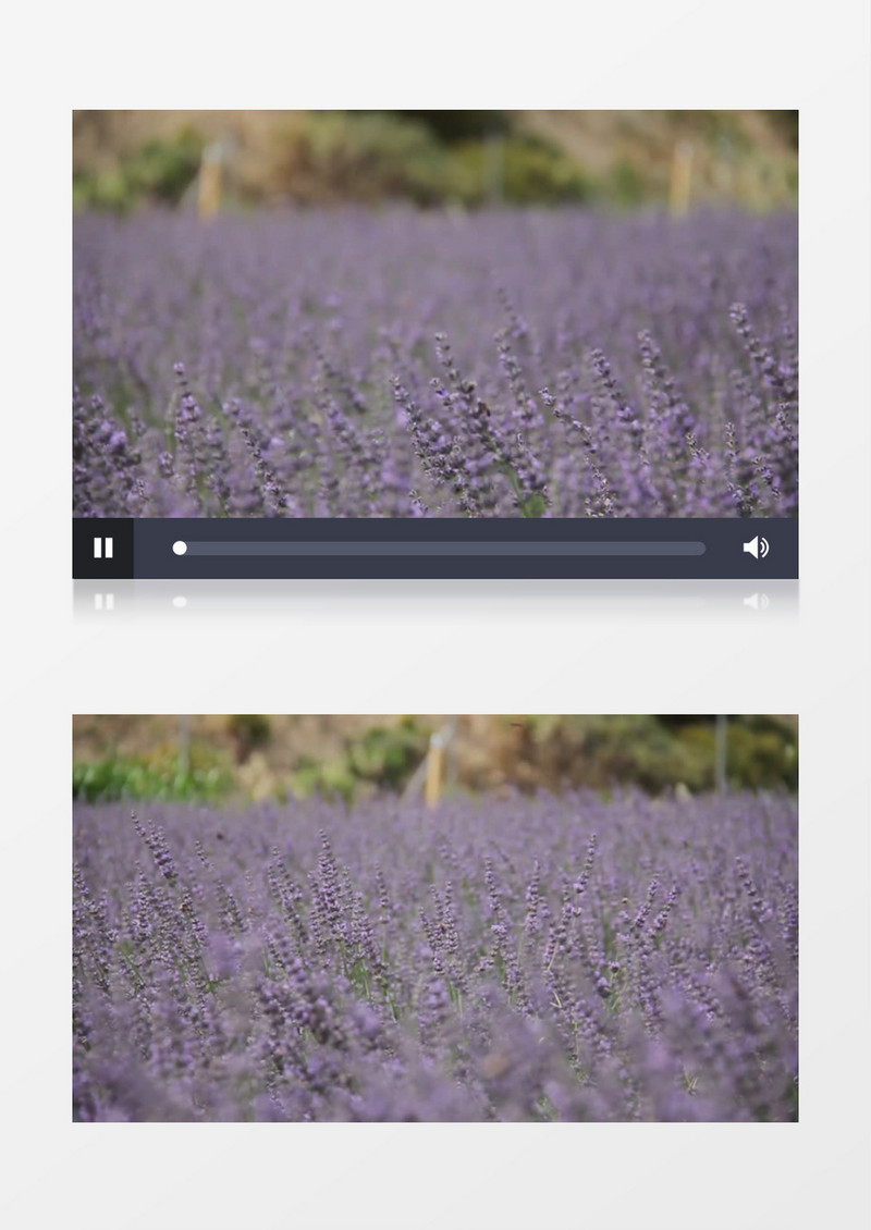 蜜蜂在薰衣草丛中穿梭实拍视频素材