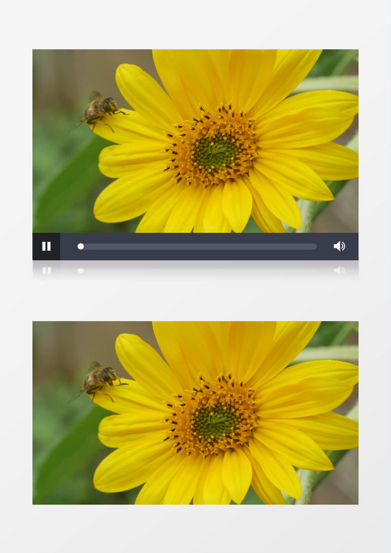 蜜蜂在黄色菊花上采蜂蜜实拍视频素材