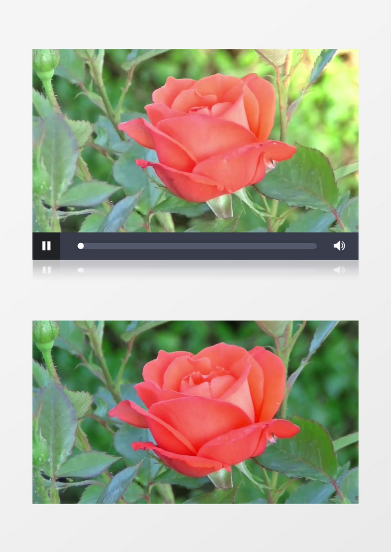 粉色玫瑰绽放实拍视频素材