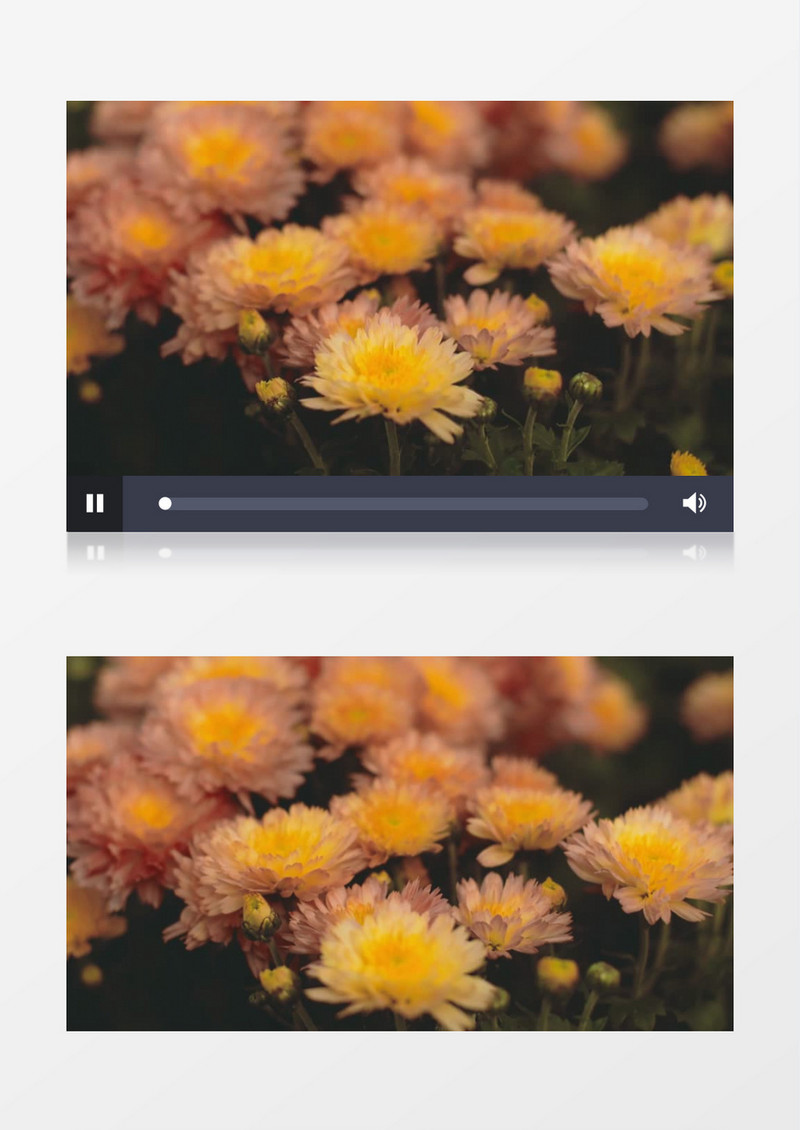 金黄色的小金菊实拍视频素材