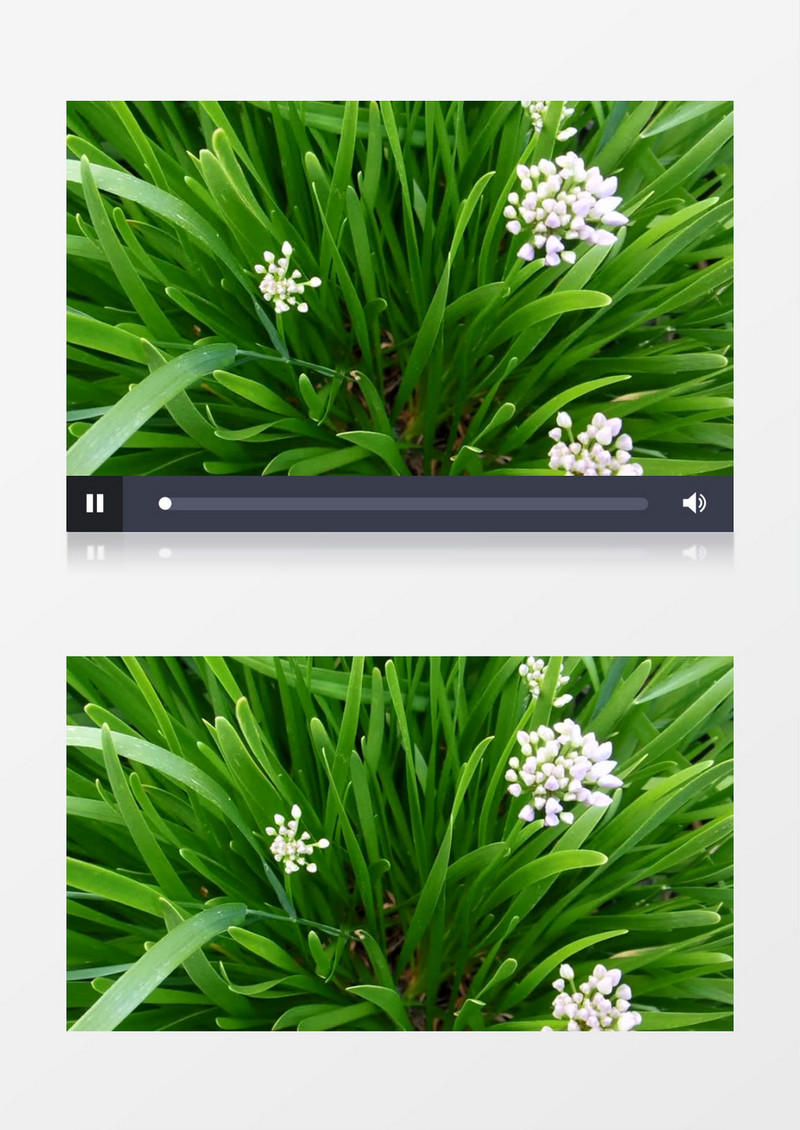 嫩绿的丛中盛开白色花朵实拍视频素材