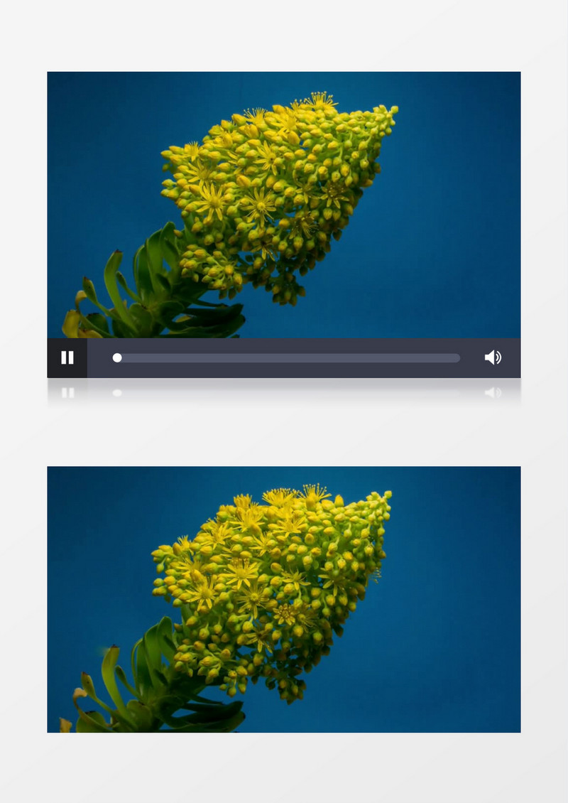 正在绽放黄色的花朵实拍视频素材