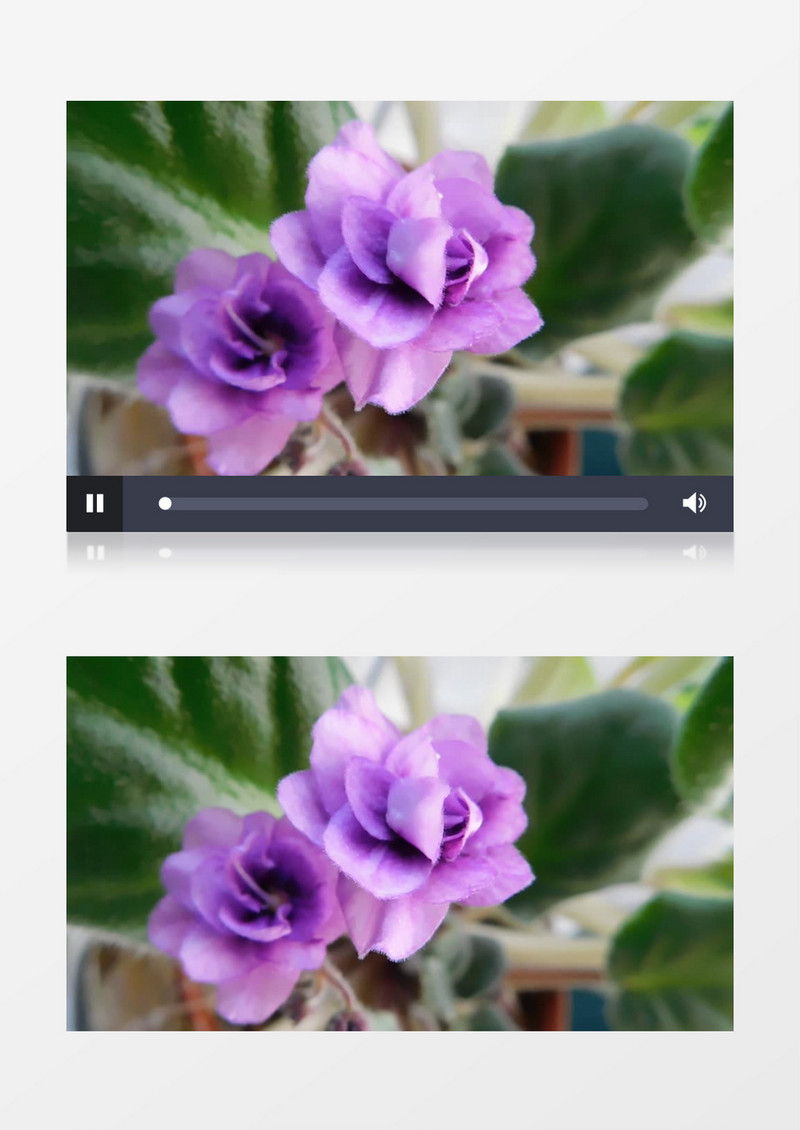 紫色花朵实拍视频素材