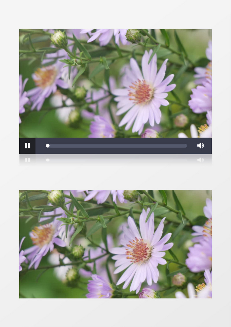 紫色的小雏菊实拍视频素材