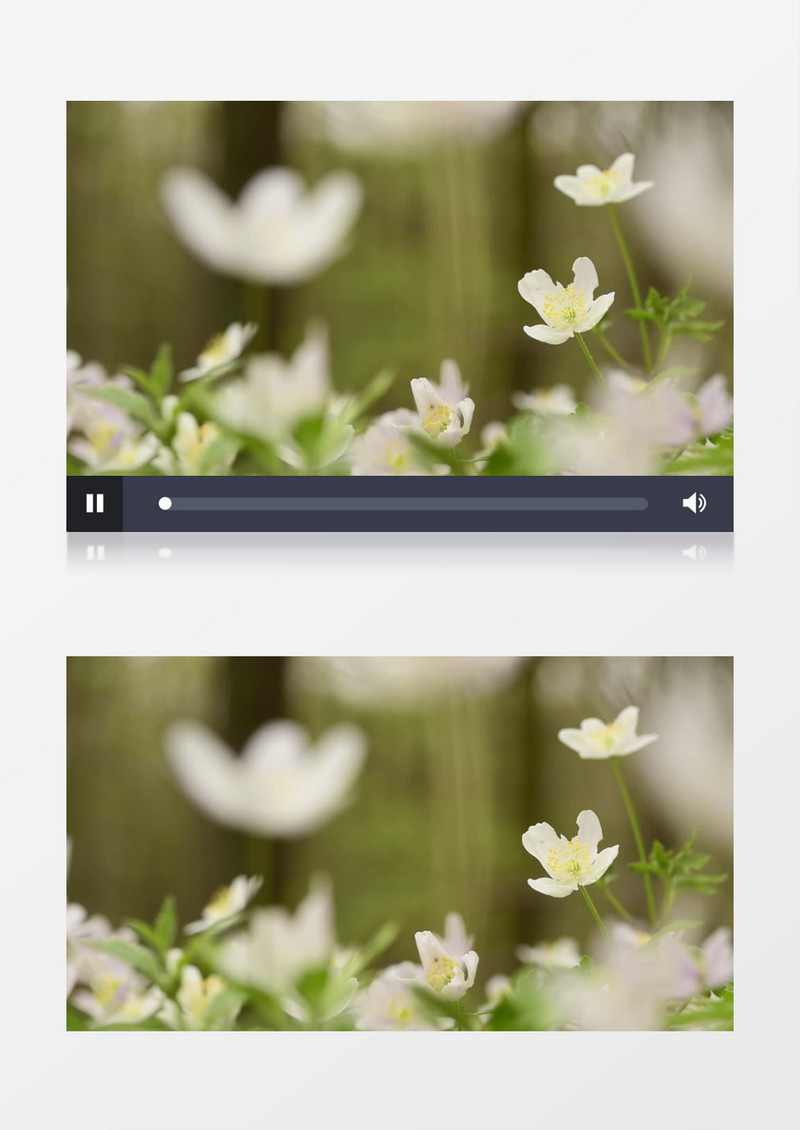 镜头下盛开白色花朵实拍视频素材