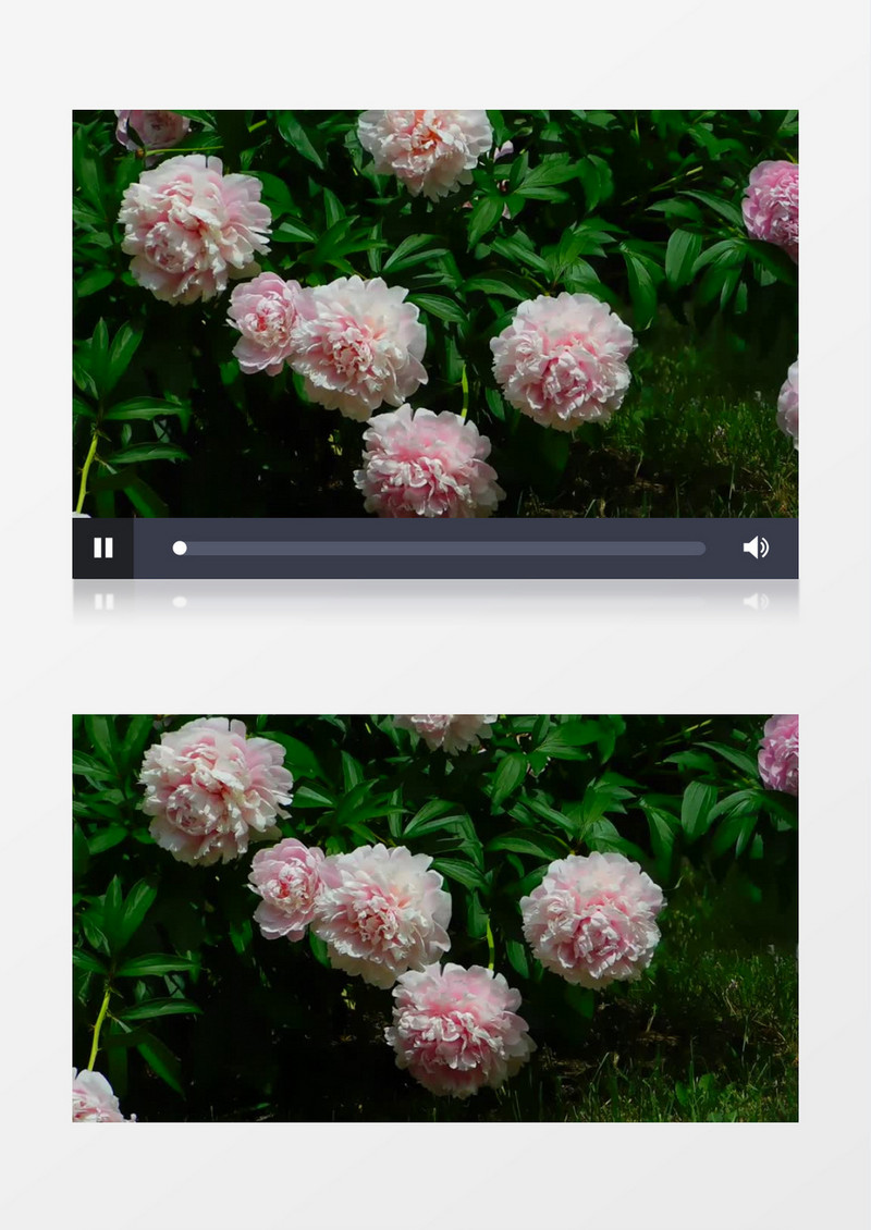 路边盛开的粉色菊花实拍视频素材