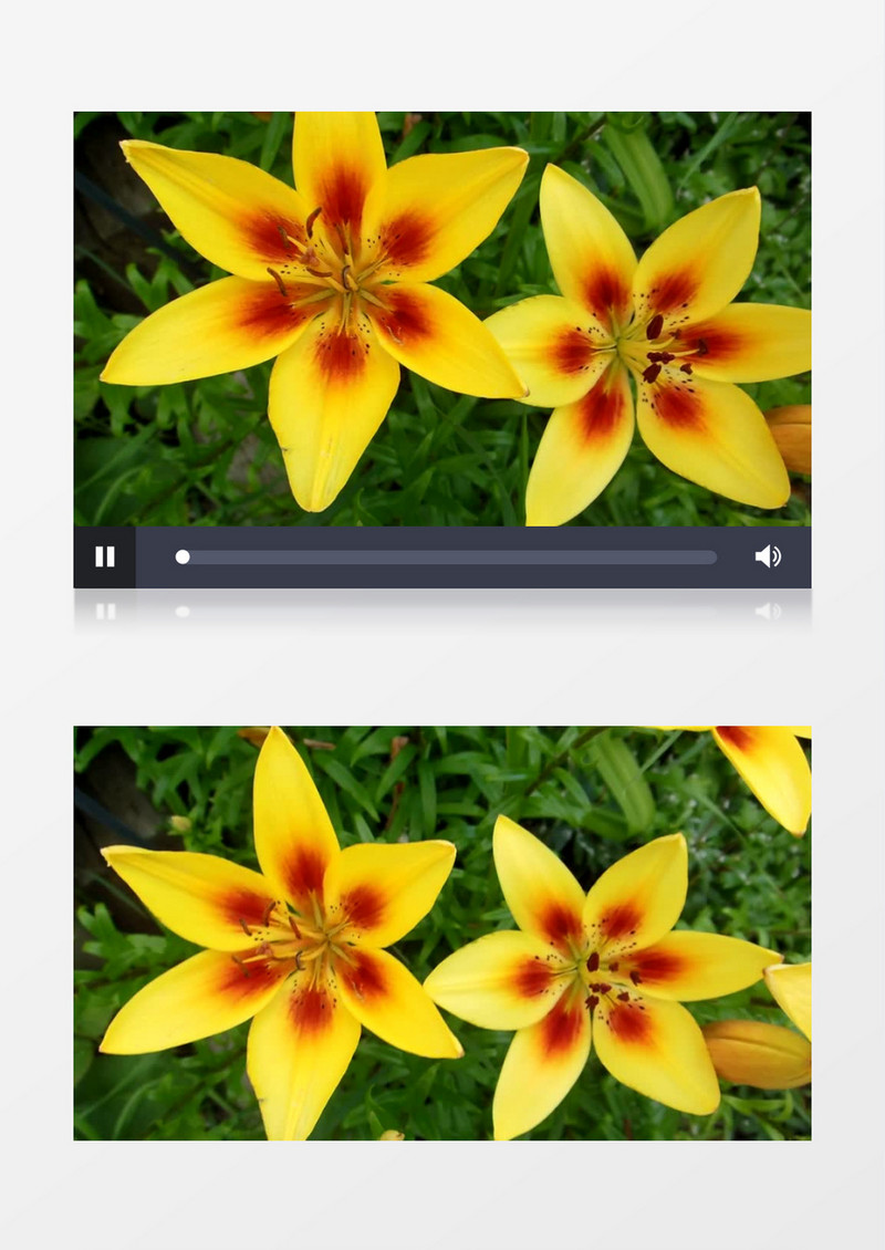 两朵黄色的小花实拍视频素材
