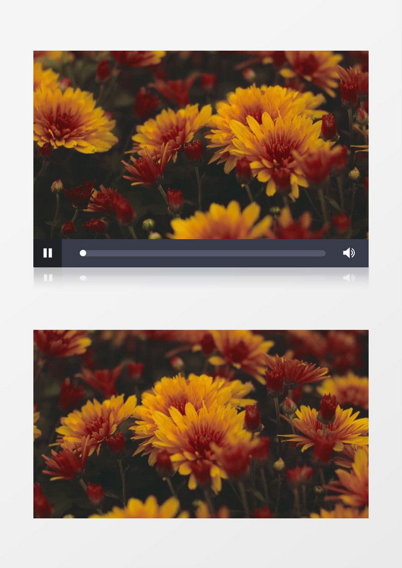 黄色的美丽小花朵实拍视频素材