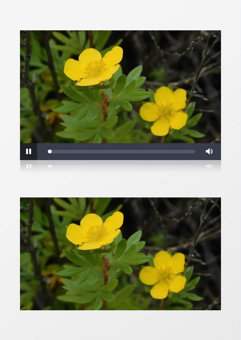 近景拍色黄色花心的花蕊实拍视频素材