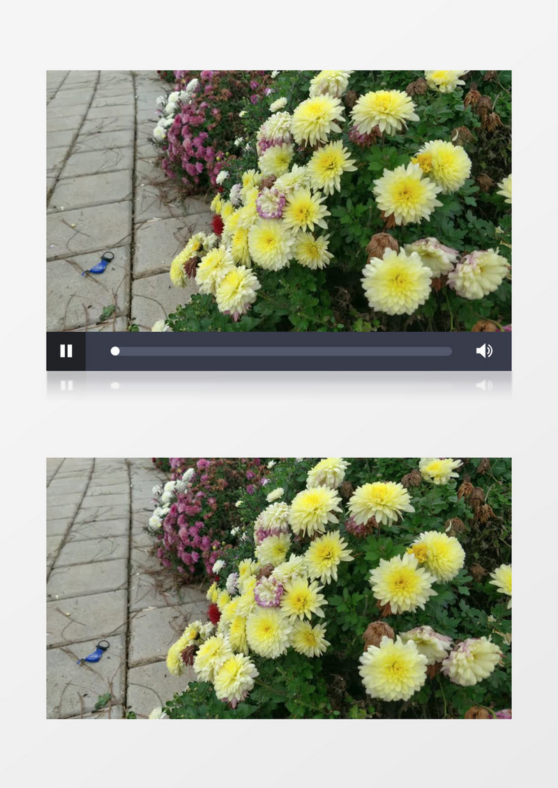 黄色的小菊花实拍视频素材