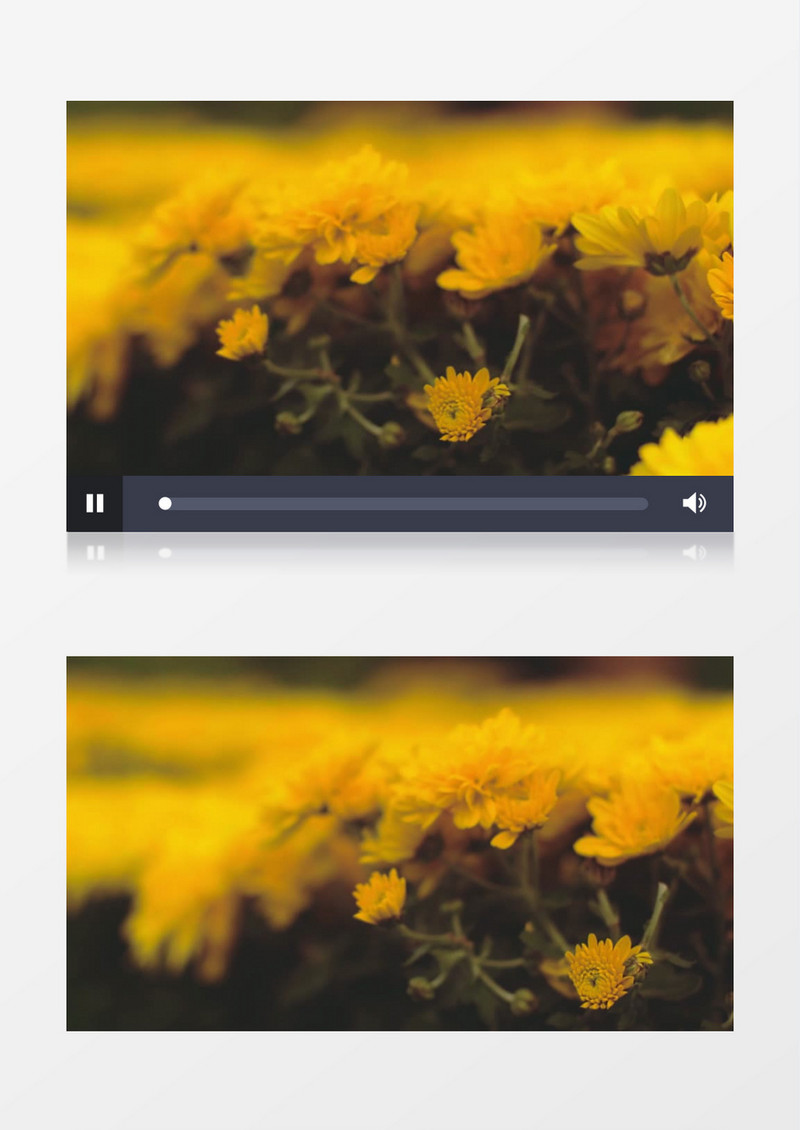 盛开的大片金菊实拍视频素材