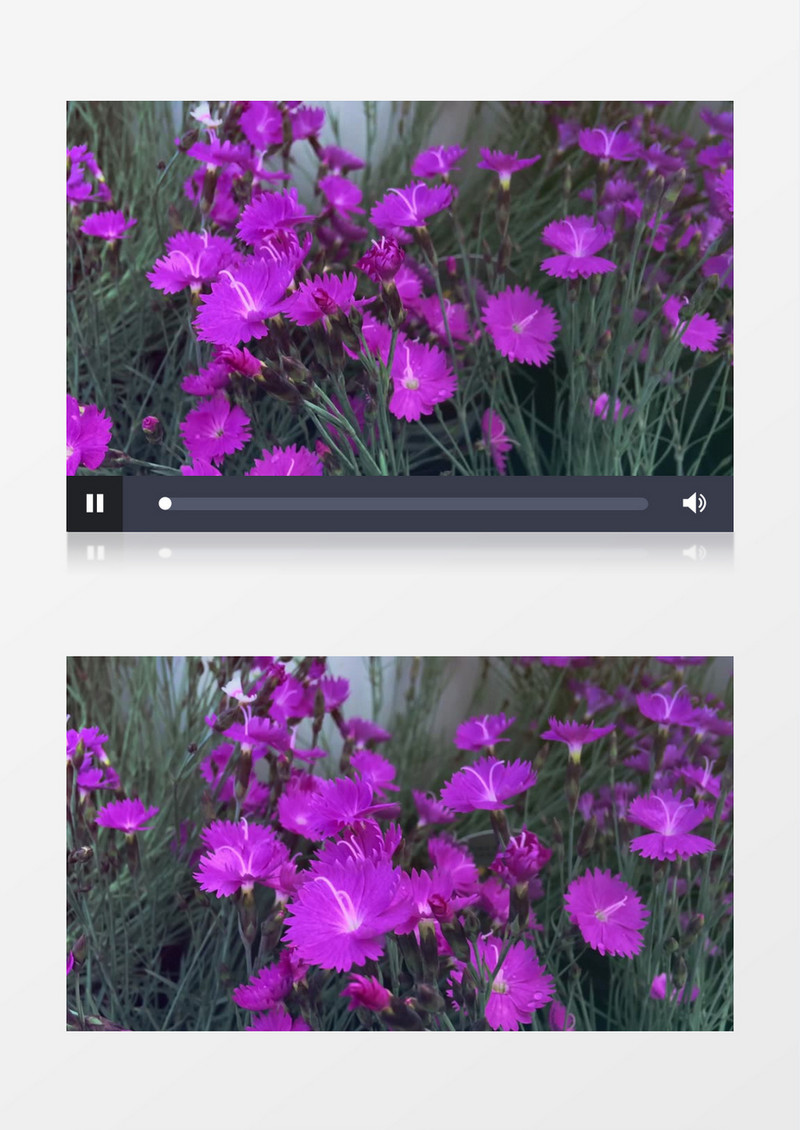 盛开的紫色花朵实拍视频素材