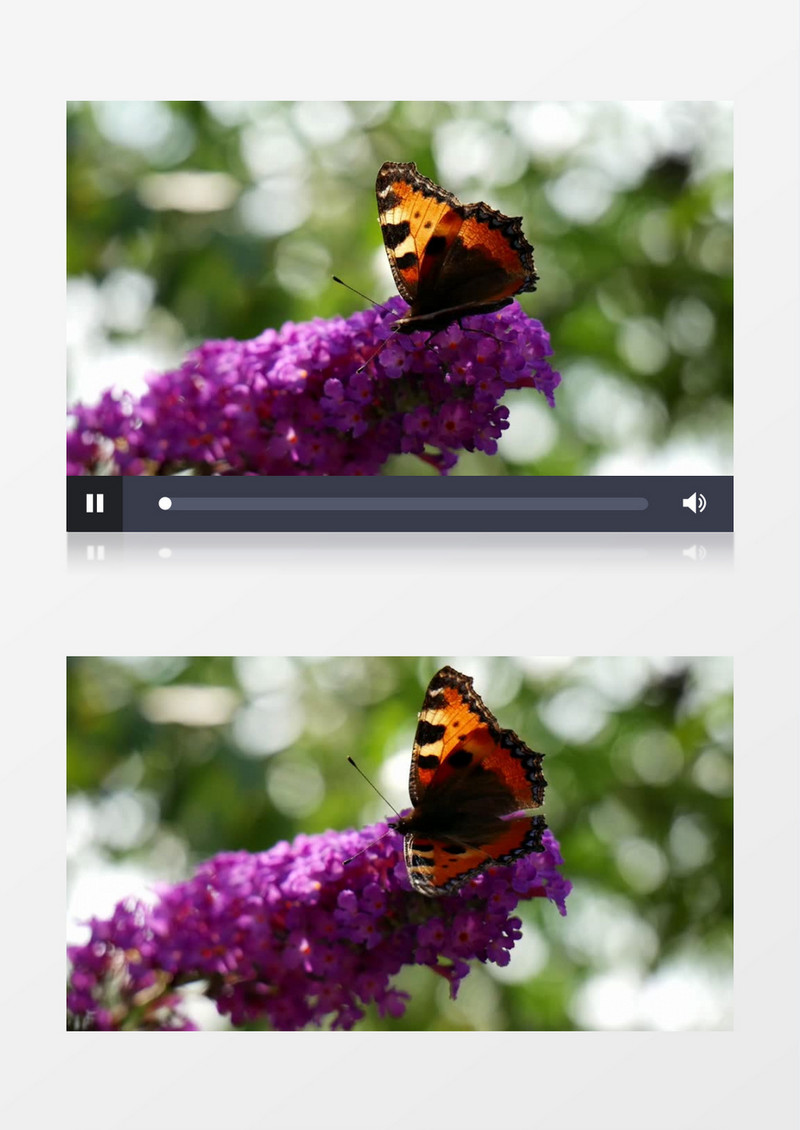 蝴蝶在薰衣草上停留实拍视频素材