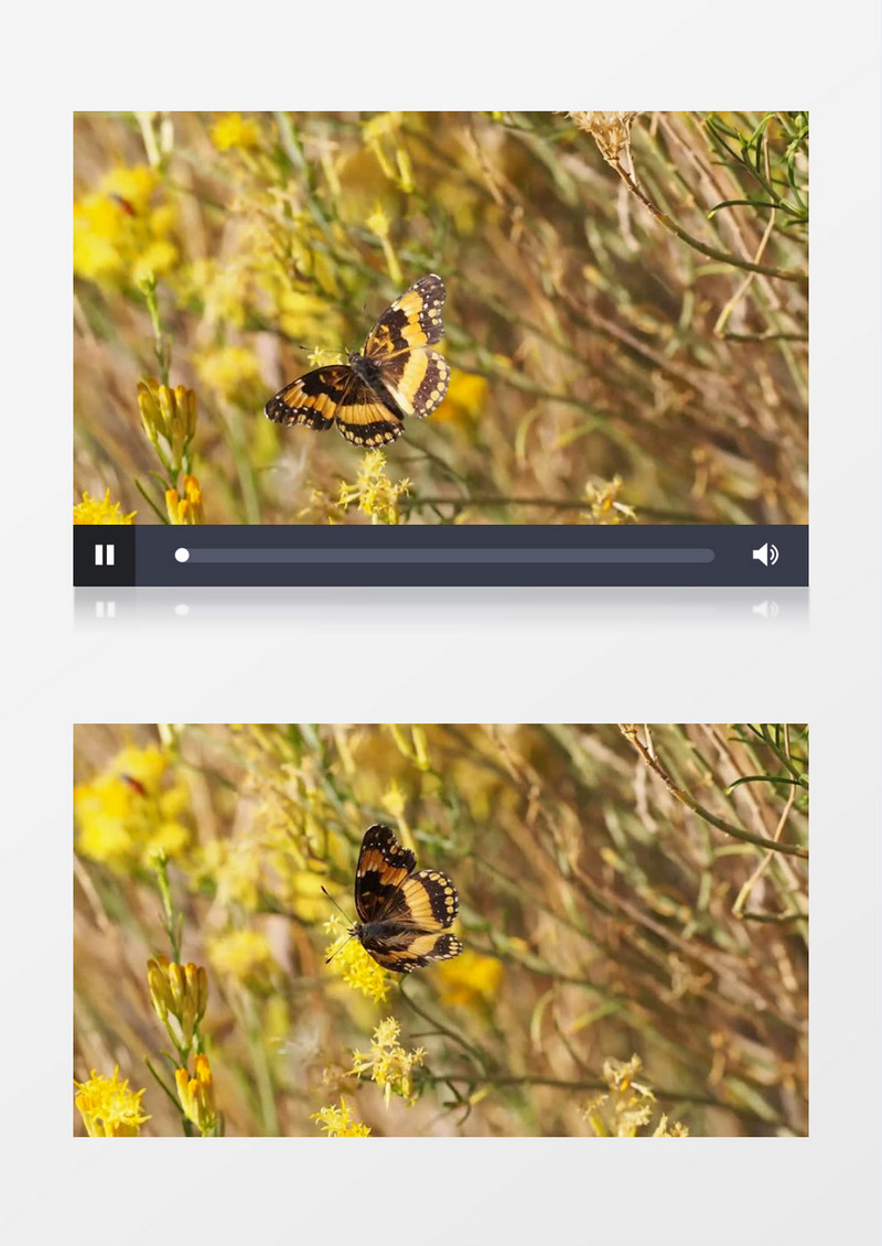 蝴蝶在黄色的花朵上觅食实拍视频素材