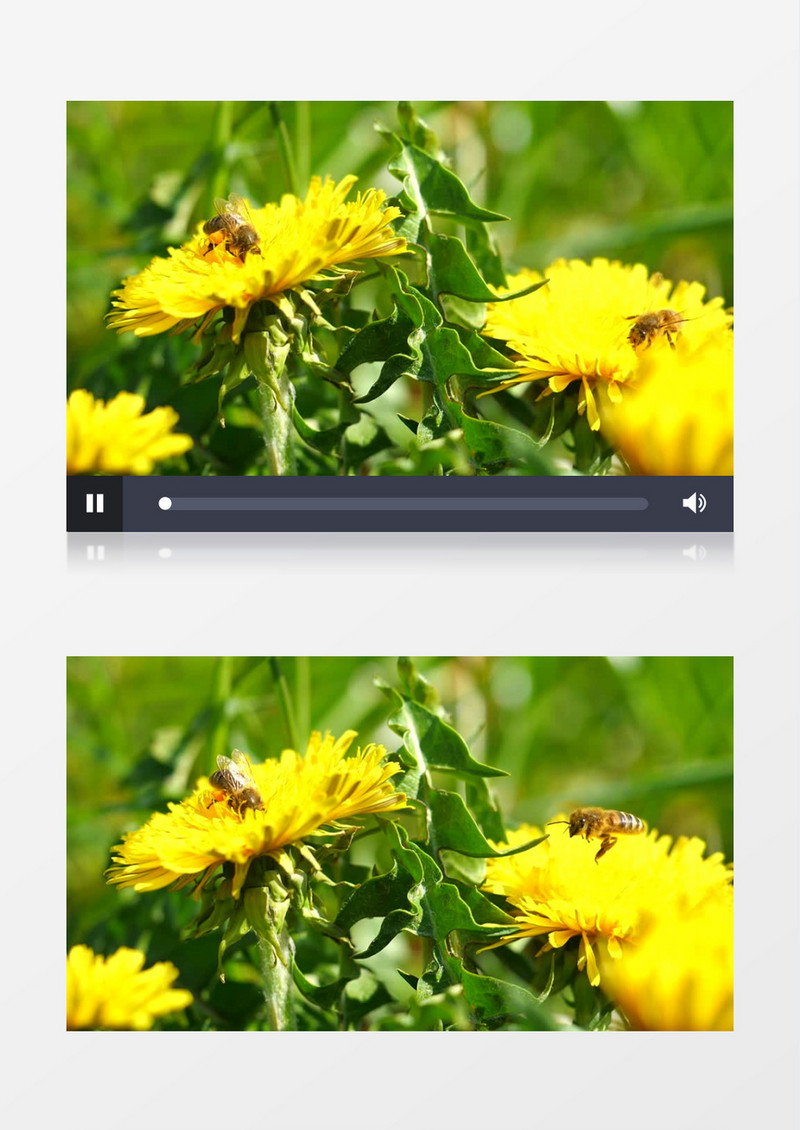 两只蜜蜂在黄色的花朵上采蜜实拍视频素材
