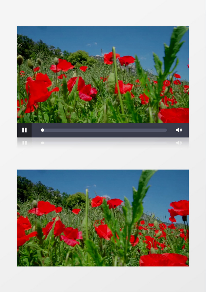 漫山的红色花朵实拍视频素材