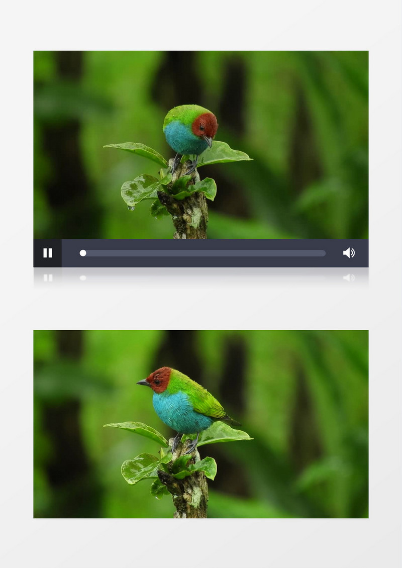 一只漂亮的小鸟站在雨后的树干上实拍视频素材