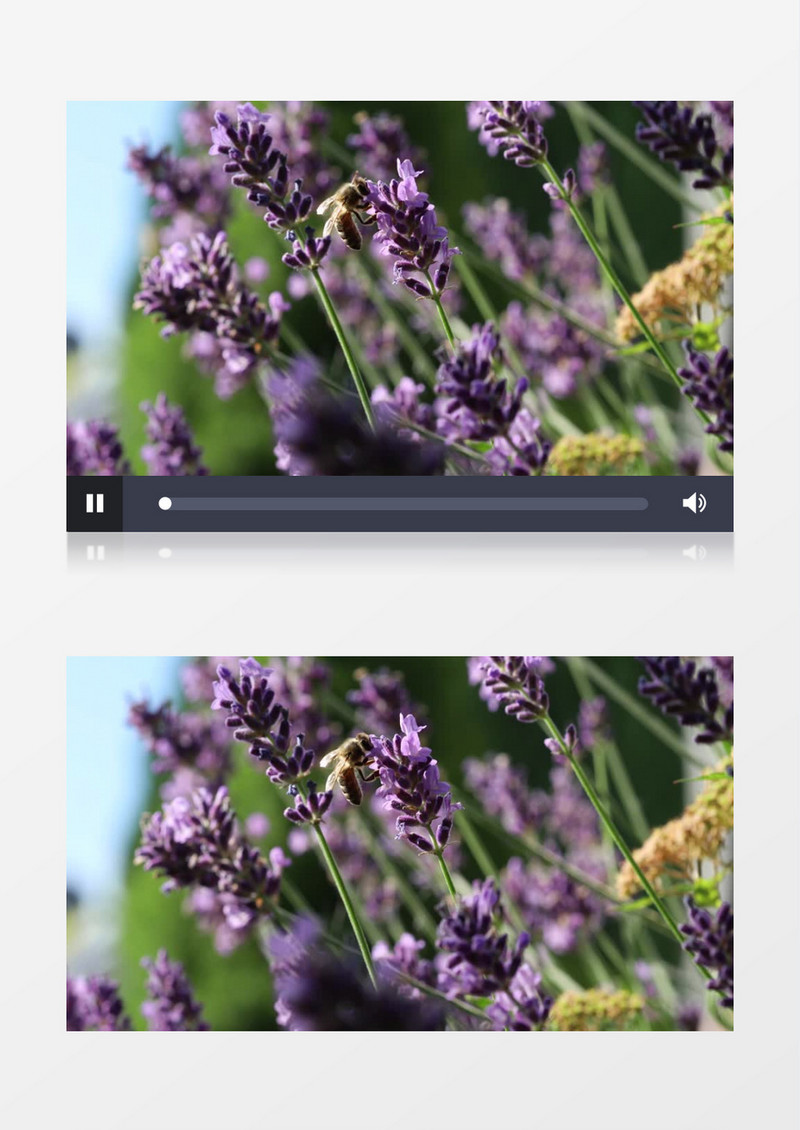 蜜蜂在紫色的花朵上辛勤采蜜实拍视频素材