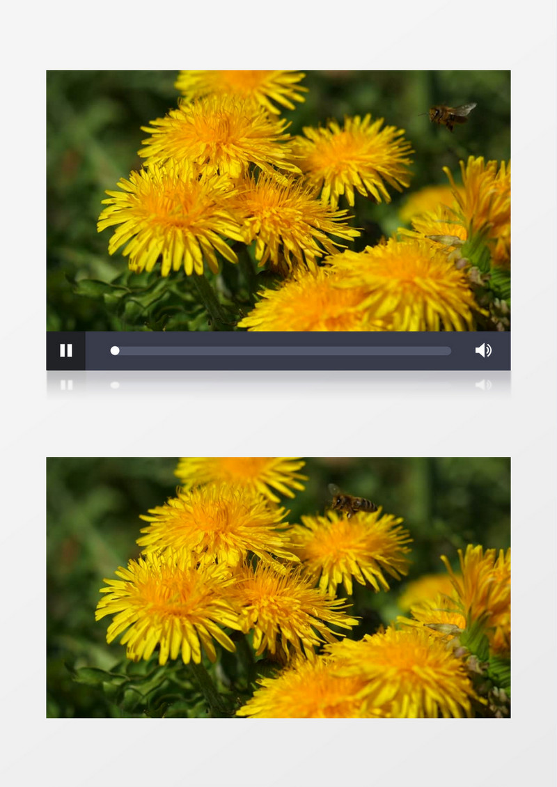 蜜蜂落在黄色的菊花上采蜜实拍视频素材