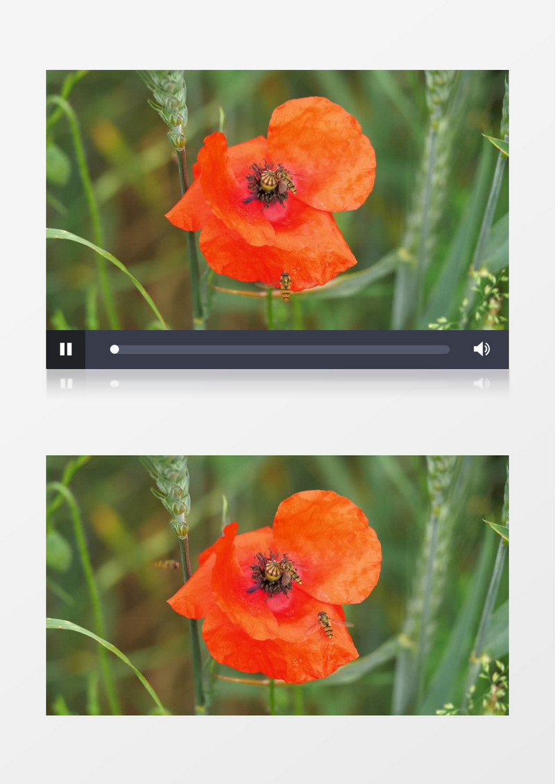小蜜蜂在橙色的花朵上采蜜实拍视频素材