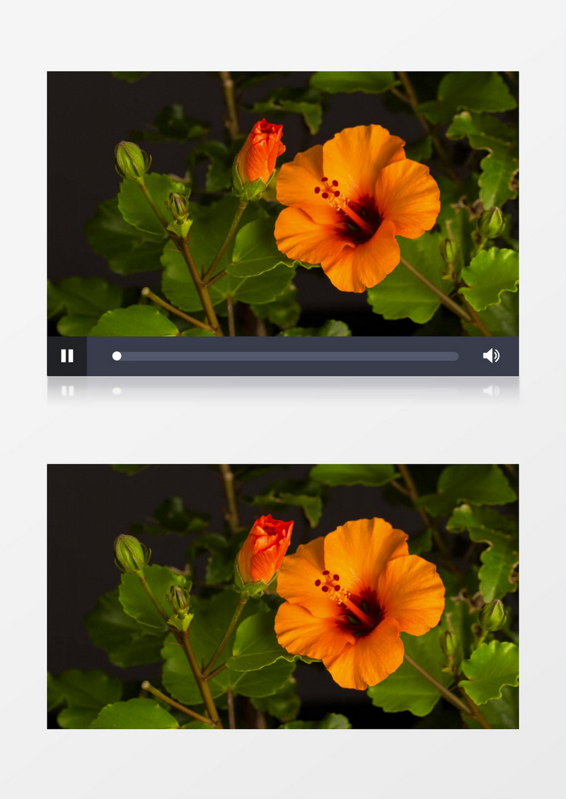 延时拍摄橙色的花朵绽放实拍视频素材