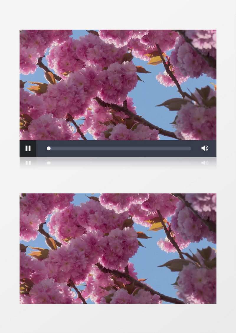 实拍粉色的花簇绽放在蓝天下实拍视频素材