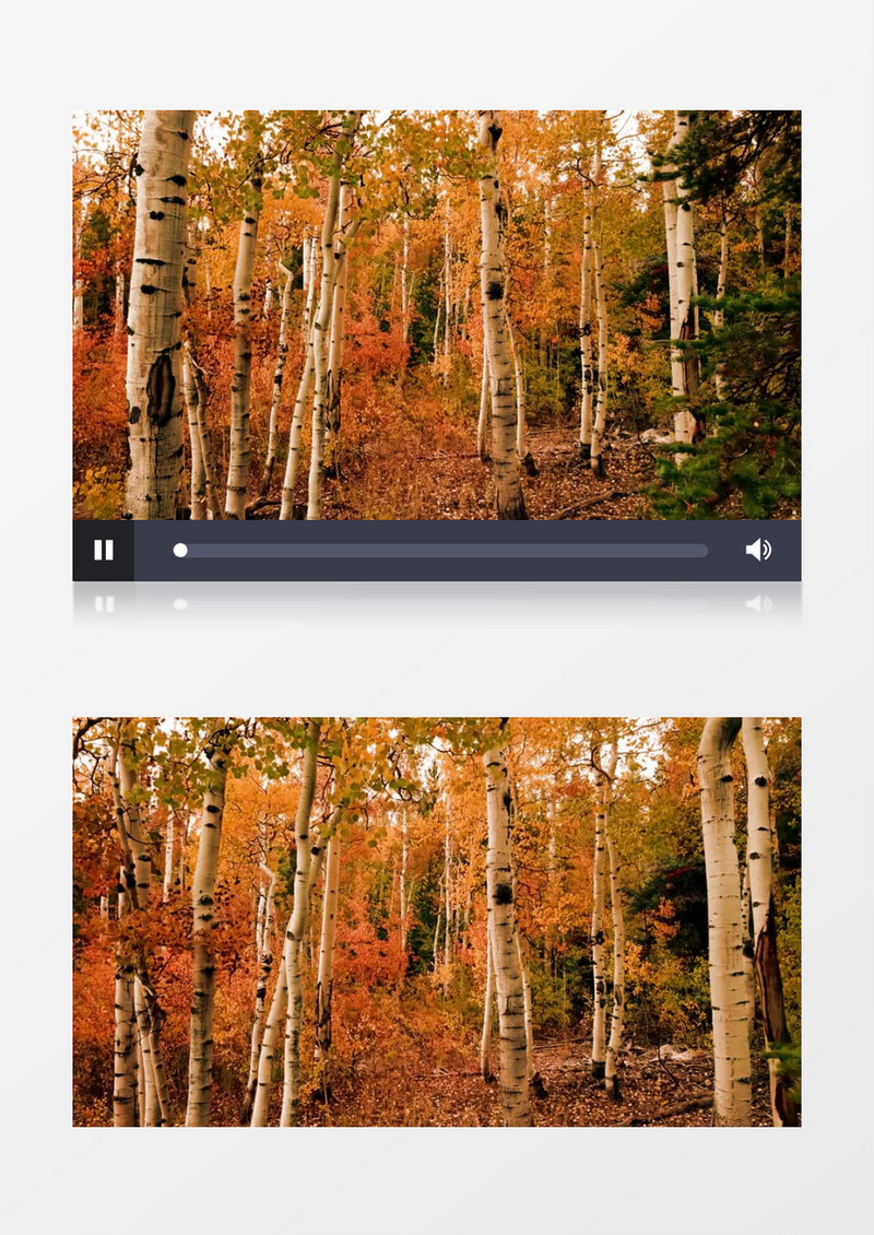 实拍秋天美丽的树林实拍视频素材