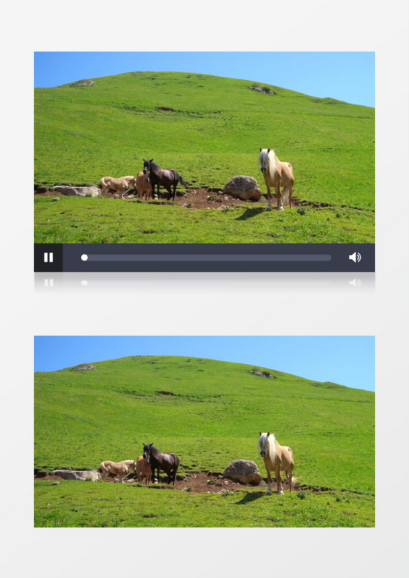 实拍一群马在草地上休息实拍视频素材