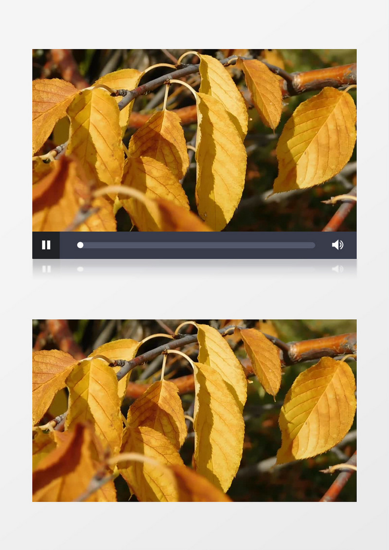 黄色的叶子在随风飘动实拍视频素材