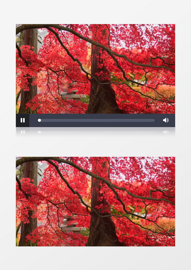 红色的枫叶缓缓在树上飘落实拍视频素材