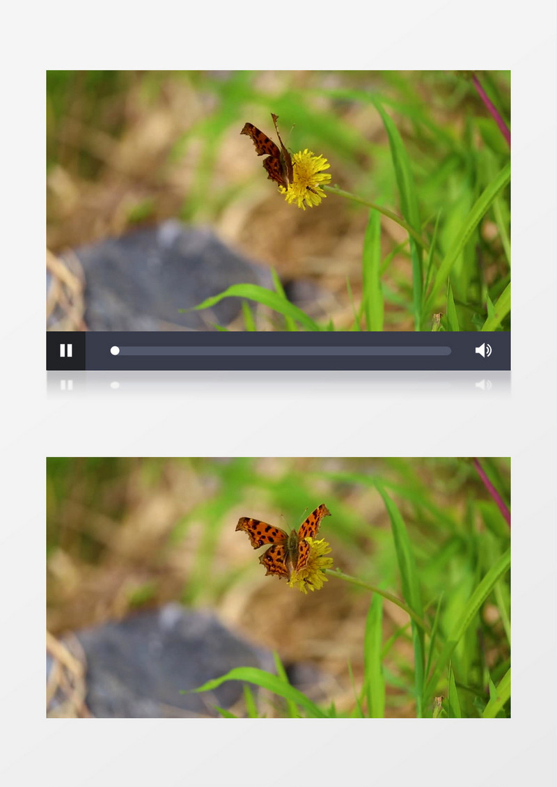 蝴蝶在黄色的花朵上飞舞实拍视频素材