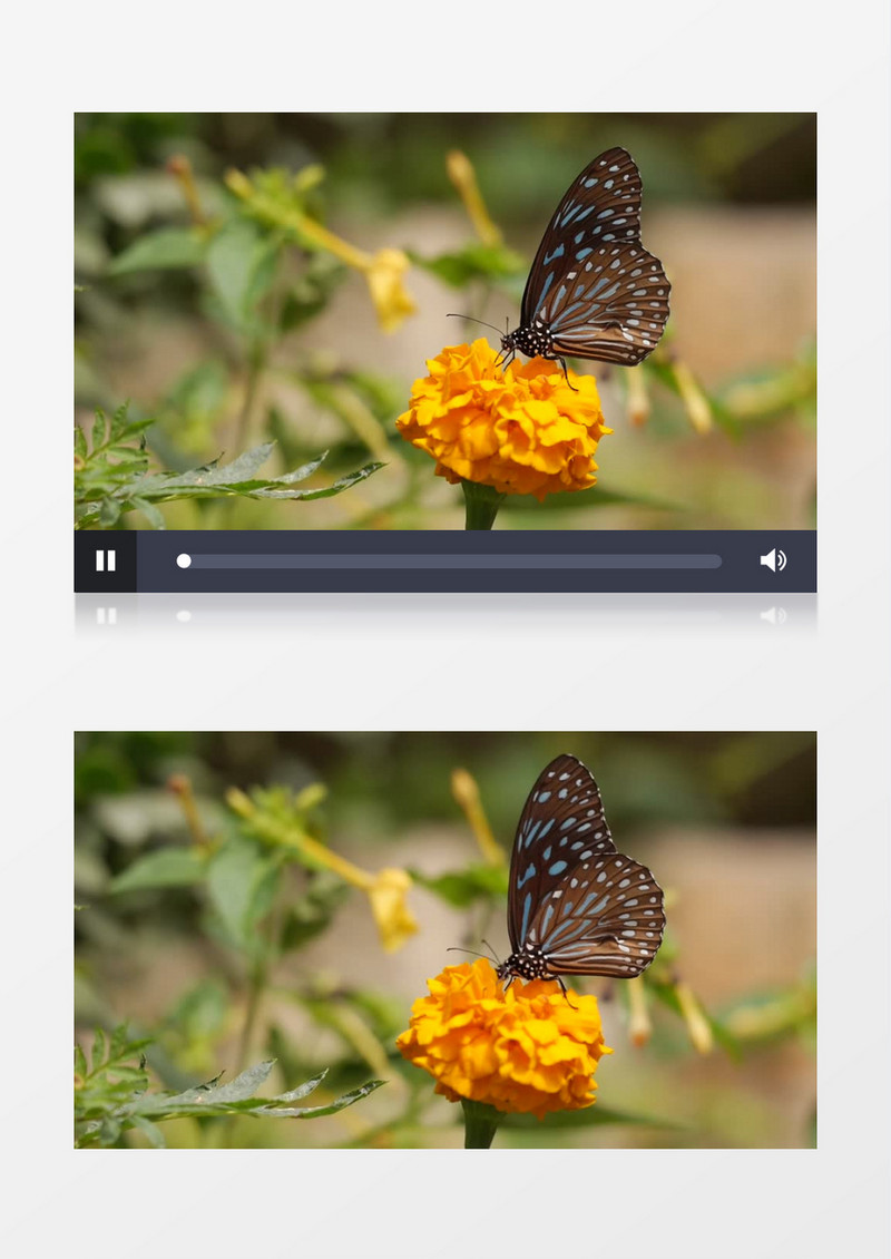 蝴蝶在黄色的花朵上吸食花粉实拍视频素材