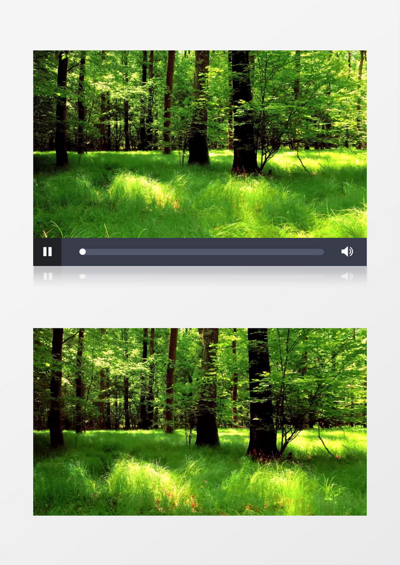 美丽梦幻碧绿的大森林实拍视频素材