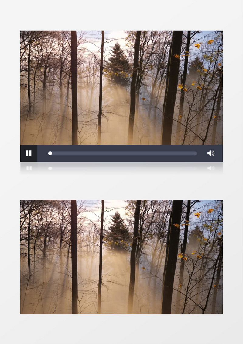原始森林里的雾气实拍视频素材