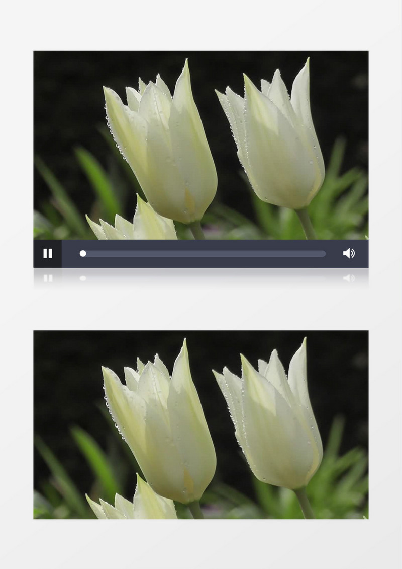 雨后带着水珠的白色花朵实拍视频素材