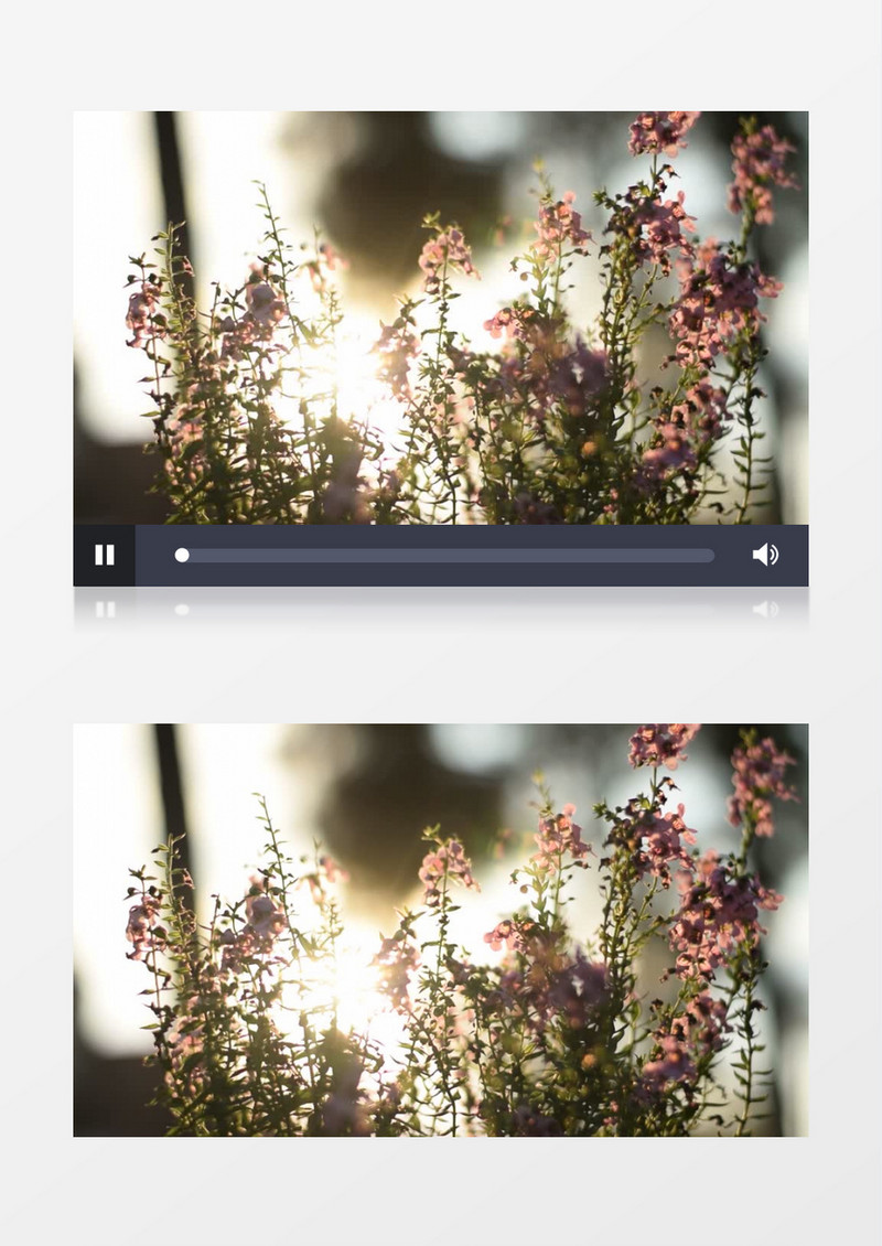阳光照射下的美丽花朵实拍视频素材