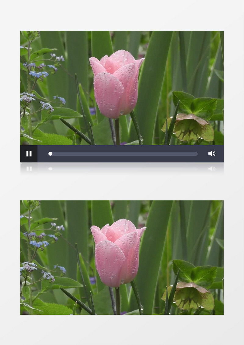 雨后沾着水滴的粉色花朵实拍视频素材