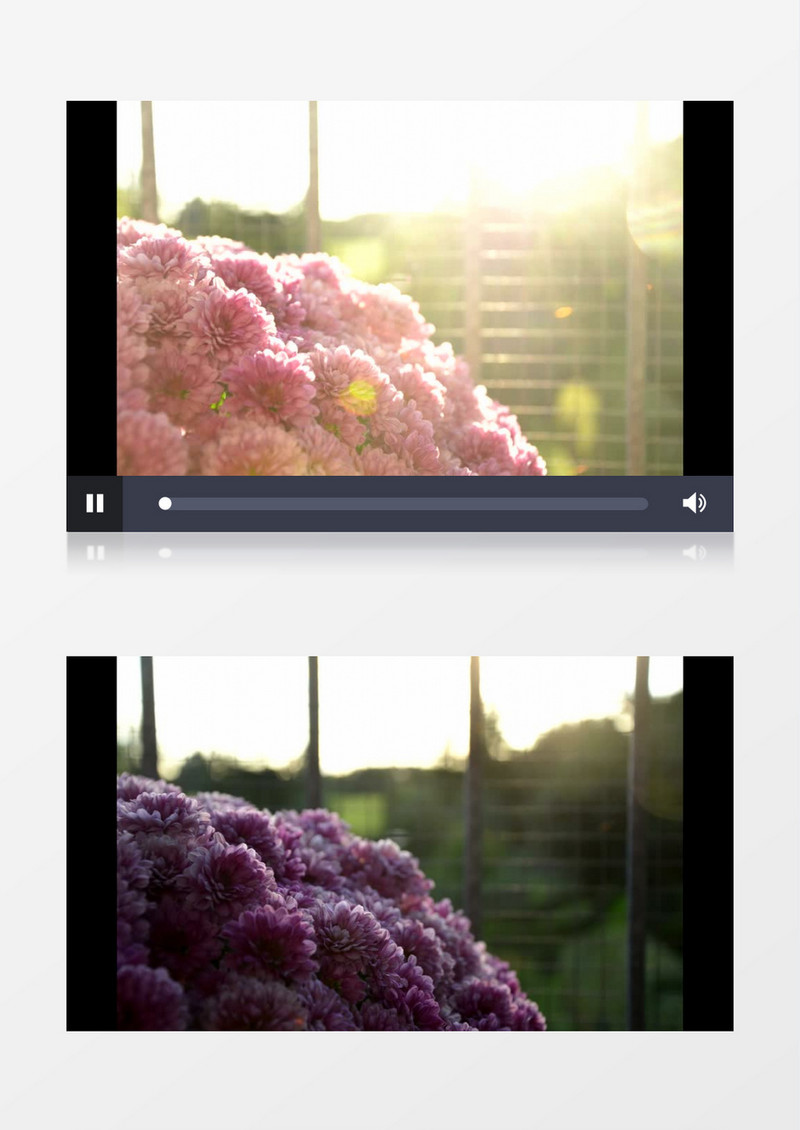 延迟拍摄中午到晚上的粉色花簇实拍视频素材